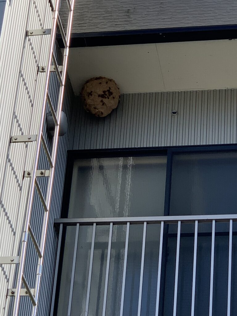 南相馬市で駆除した蜂の巣