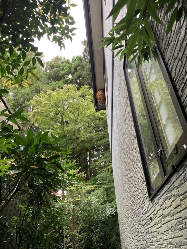 二本松市二階の軒下にできたスズメバチの巣