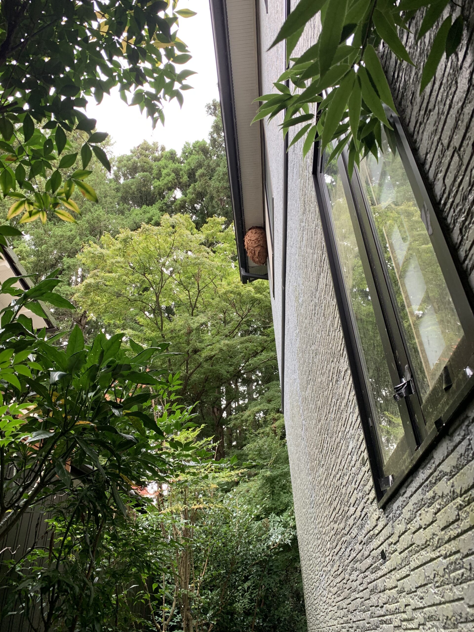 高所作業スズメバチの巣