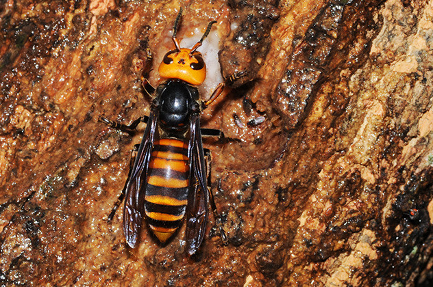 福島市スズメバチ