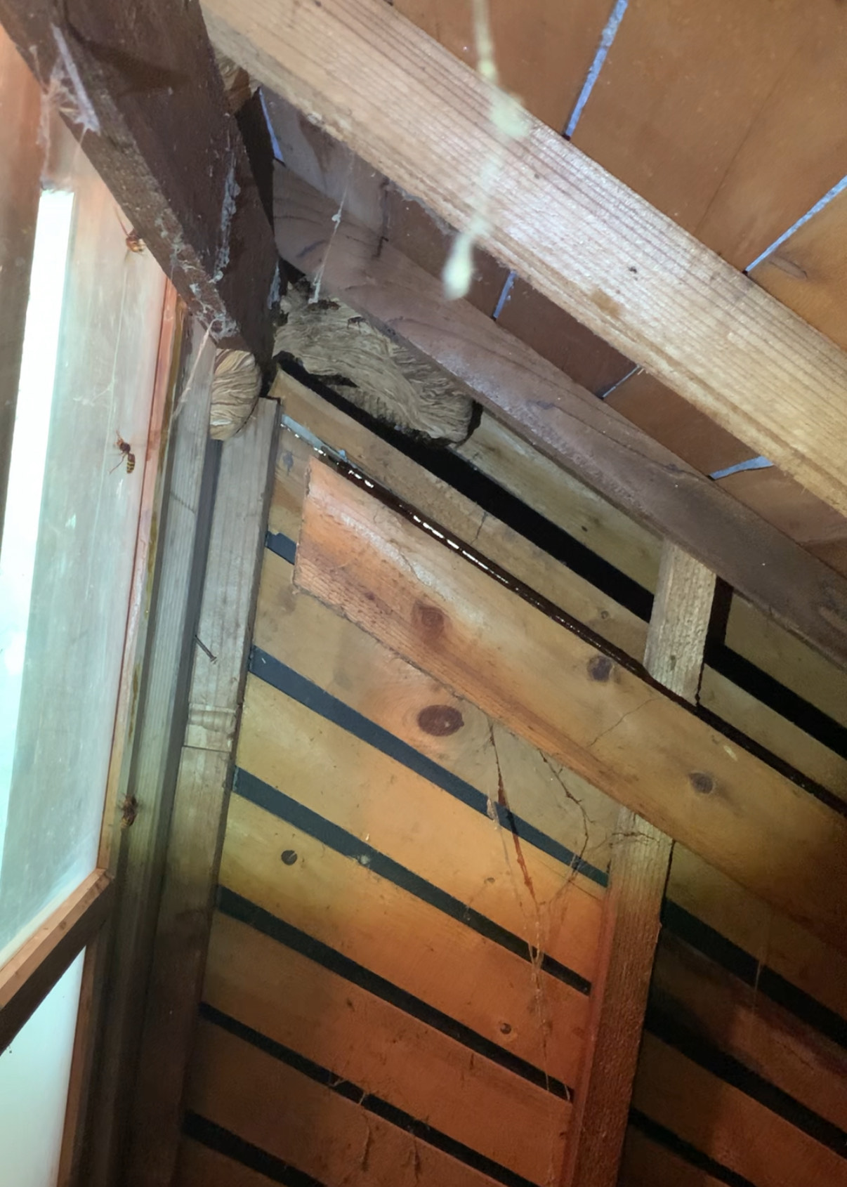 屋根裏にスズメバチの巣
