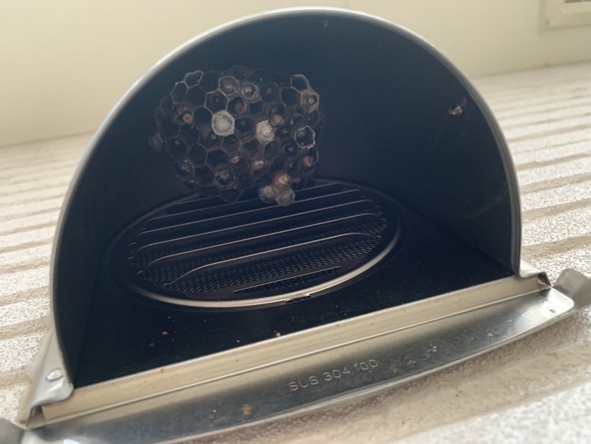 蜂の巣の場所が分からない