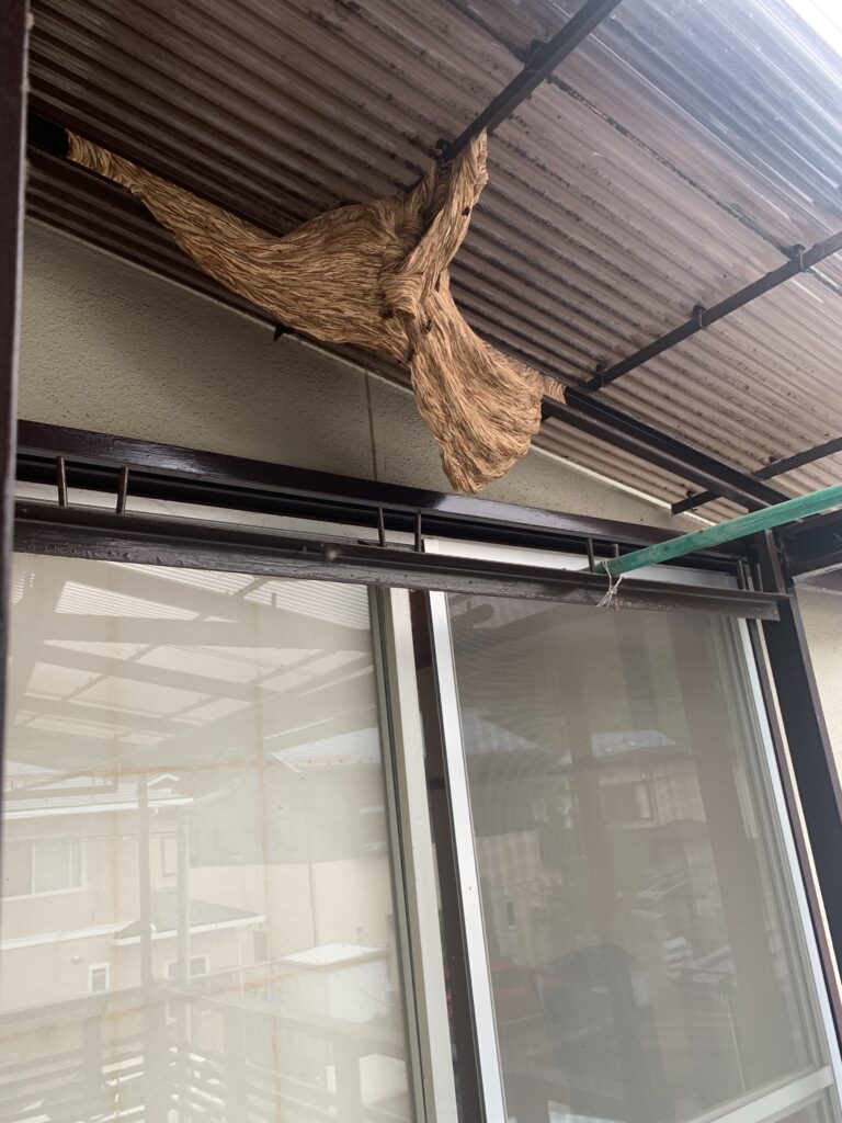 福島市で駆除した蜂の巣駆除