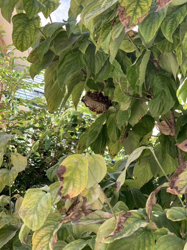 二本松市で駆除した蜂の巣