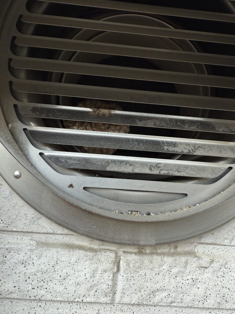 伊達郡川俣町の住宅の通気口の中にアシナガバチの巣