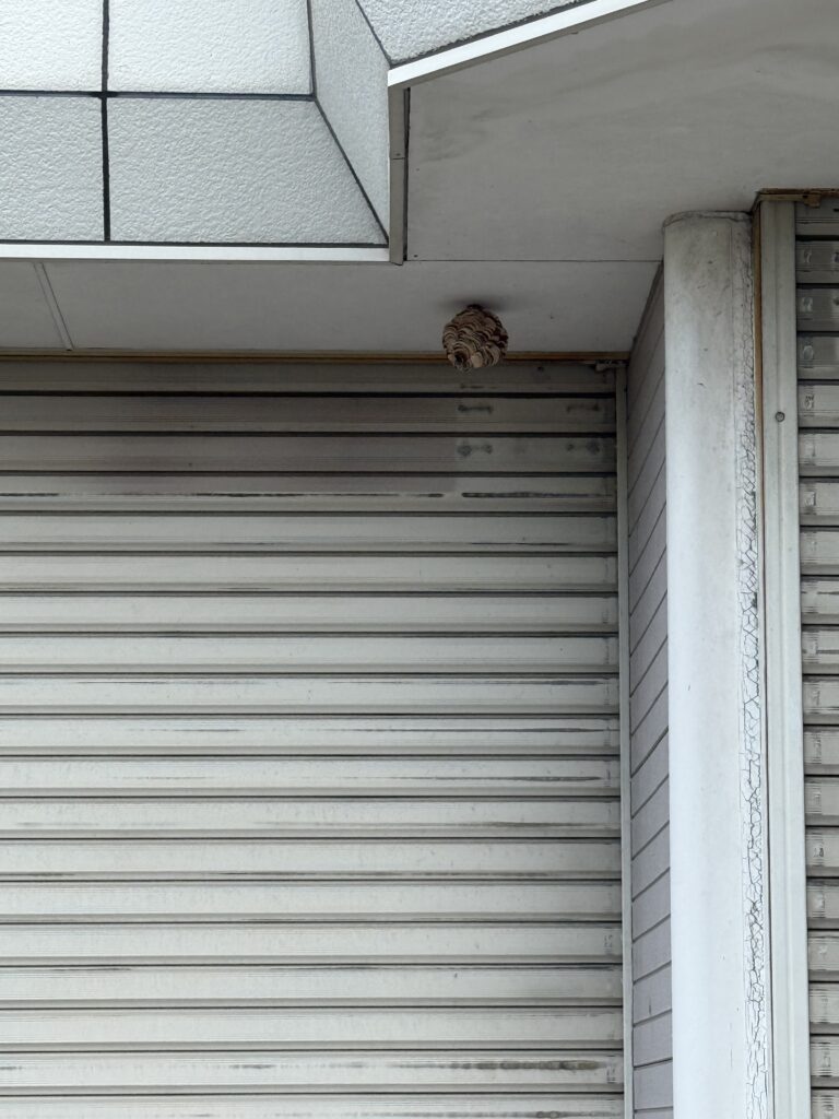 伊達郡国見町で駆除したスズメバチ