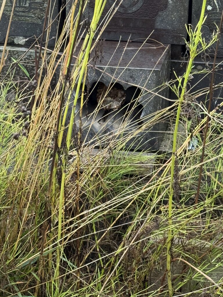 伊達市梁川町のお墓参りで見つけたアシナガバチの巣