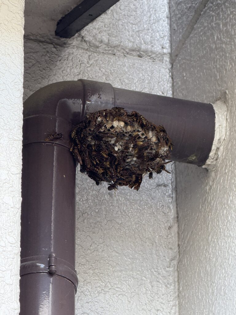 福島市笹谷で駆除したアシナガバチ