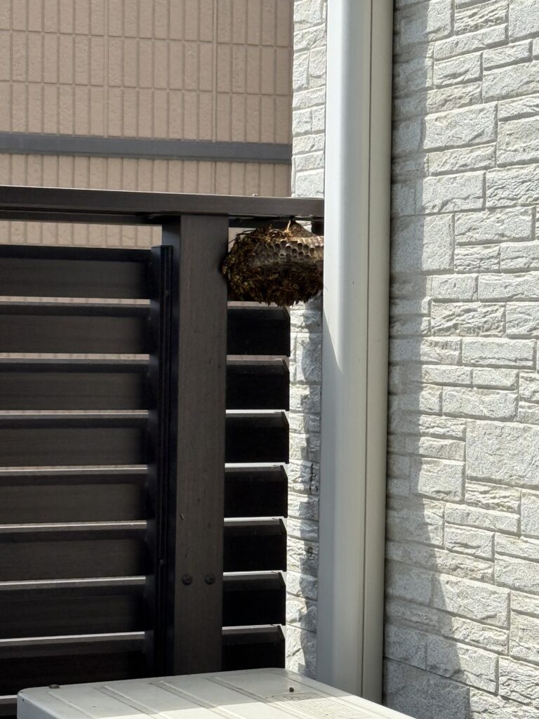 相馬市のアパートで駆除したアシナガバチの巣
