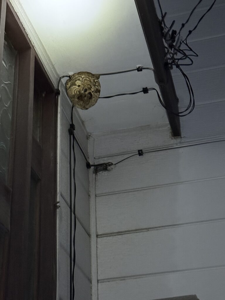 福島県二本松市で住宅の軒下にできたスズメバチの巣