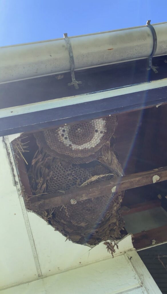 相馬市で駆除した屋根裏にできたスズメバチの巣