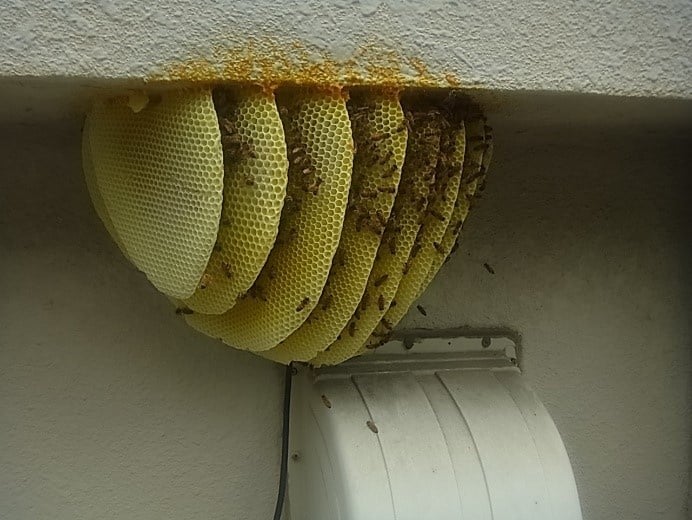 福島市で見つけたミツバチの巣