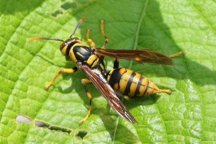 相馬市中村でアシナガバチの巣を駆除｜ベランダにできた巣が巨大化