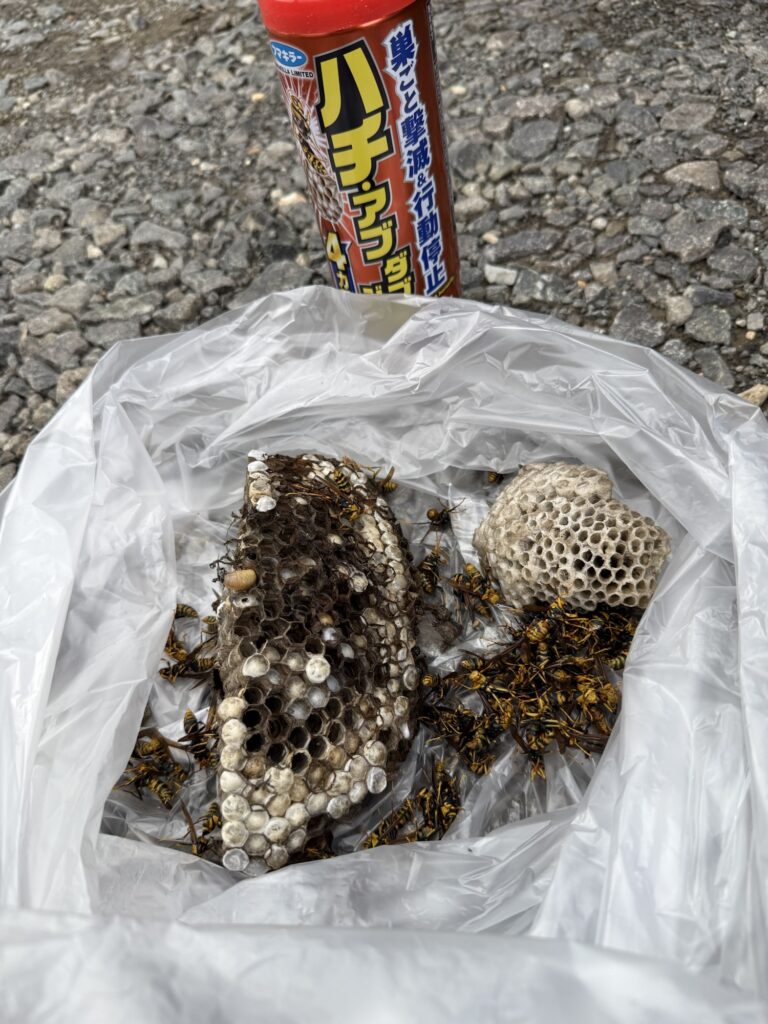 福島市で駆除したアシナガバチの巣