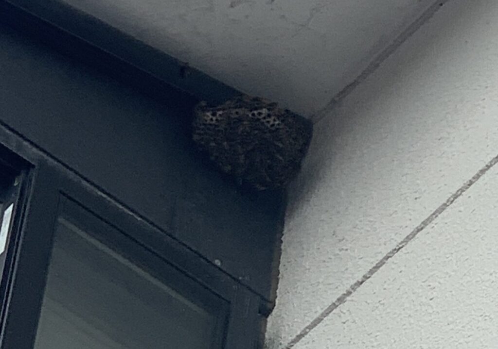 南相馬市鹿島区の高所にできたアシナガバチの巣を駆除しました
