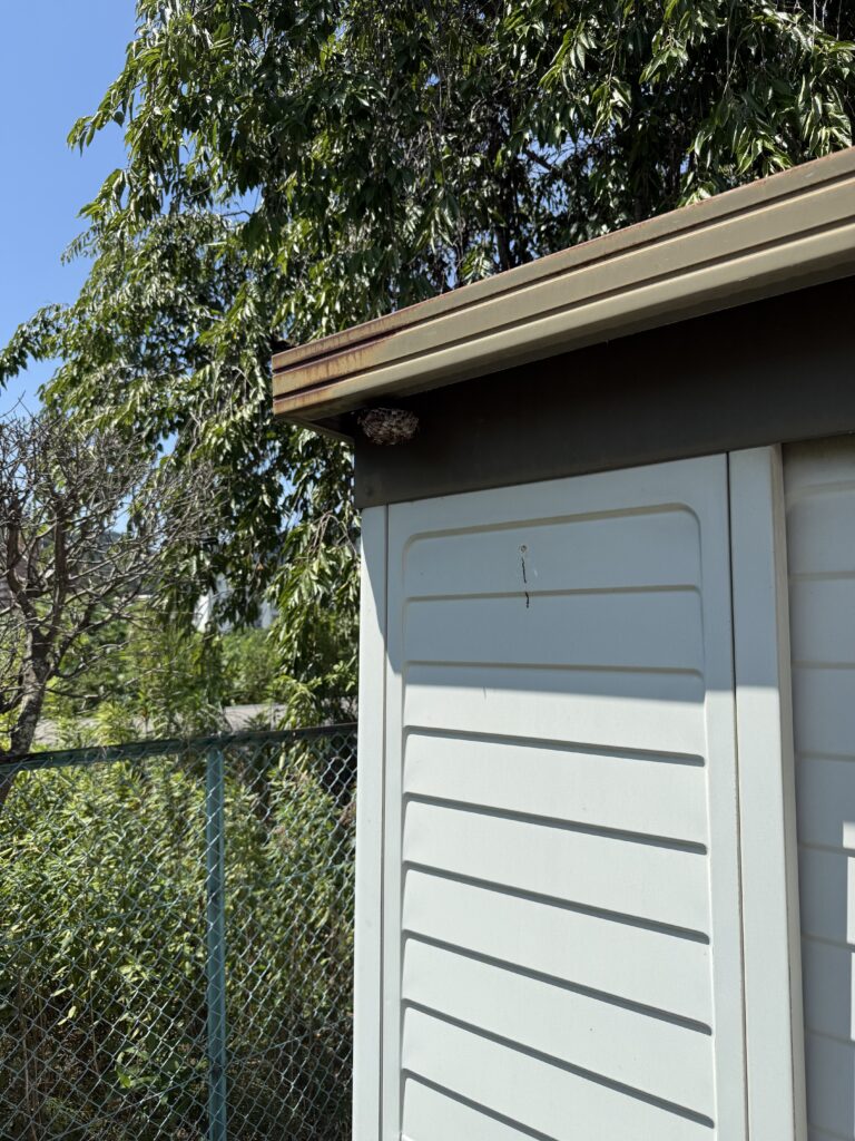 4月に駆除したアシナガバチの巣