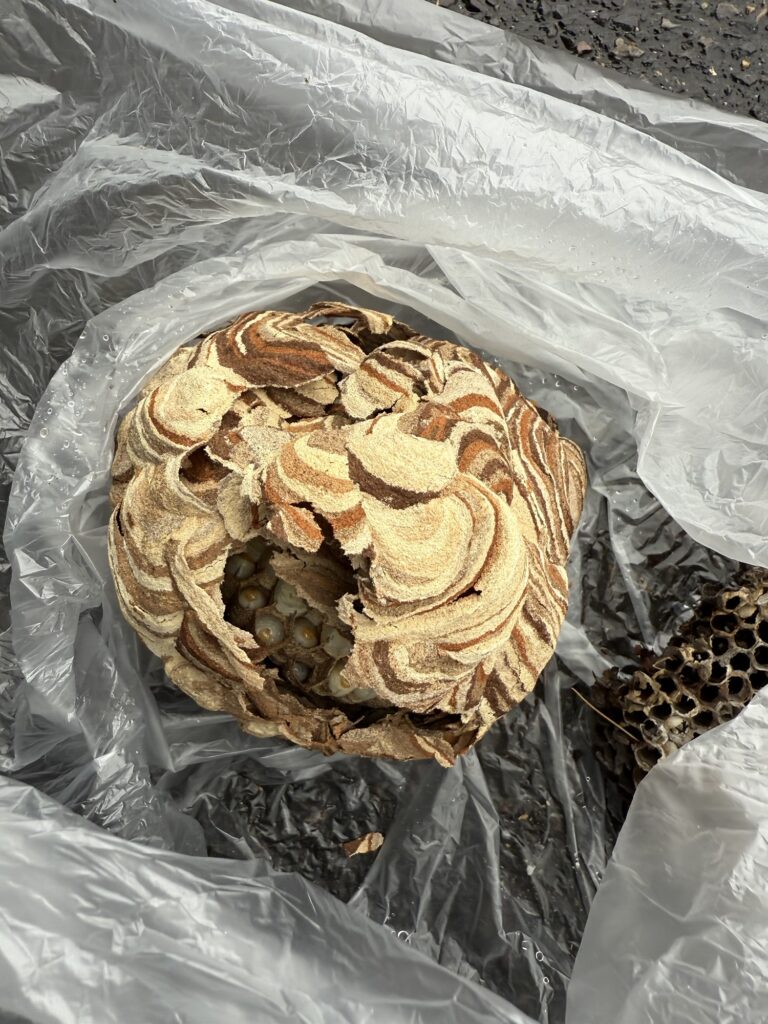 福島市スズメバチの巣を駆除