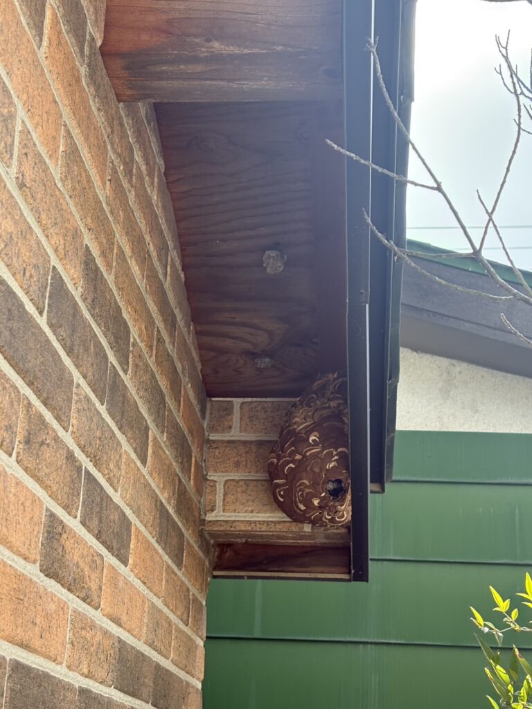 本宮市で駆除したスズメバチの巣