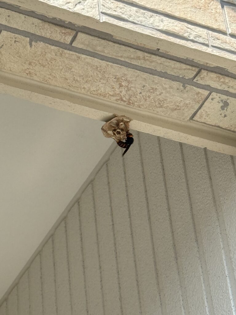 福島市上浜町で駆除したスズメバチ