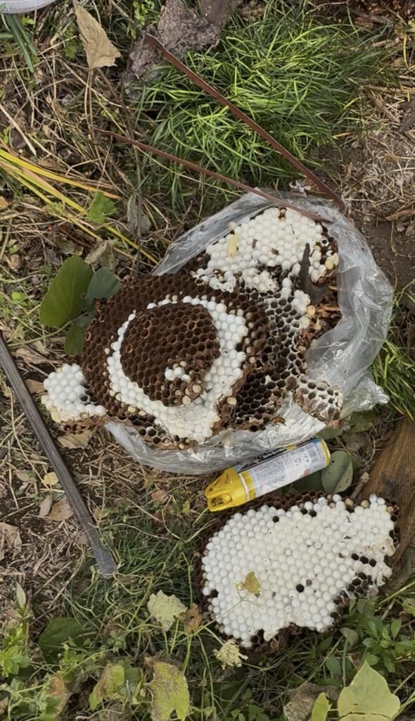伊達市月舘町で駆除したオオスズメバチの巣