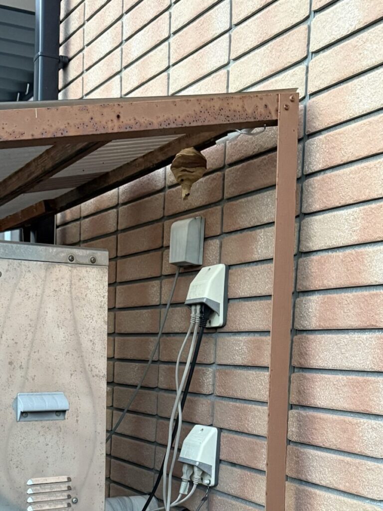 福島市岡部で駆除したスズメバチの初期段階の巣の駆除