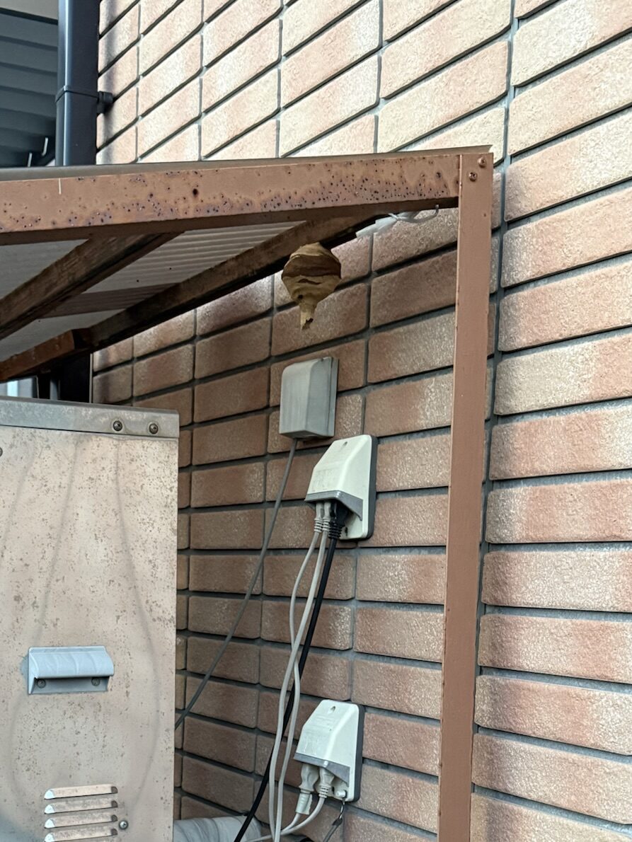 福島市岡部で駆除したスズメバチの初期段階の巣の駆除