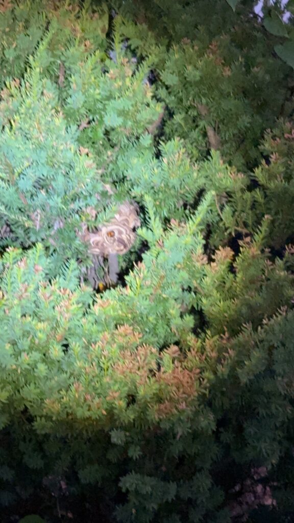桑折町で駆除したスズメバチの巣