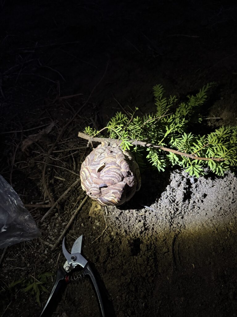 桑折町にて夜間に駆除したスズメバチの巣