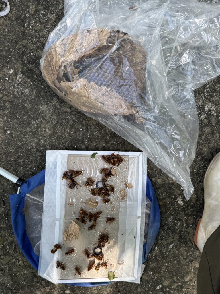 安達郡大玉村にて、キイロスズメバチの巣の駆除後に捕まえた戻り蜂