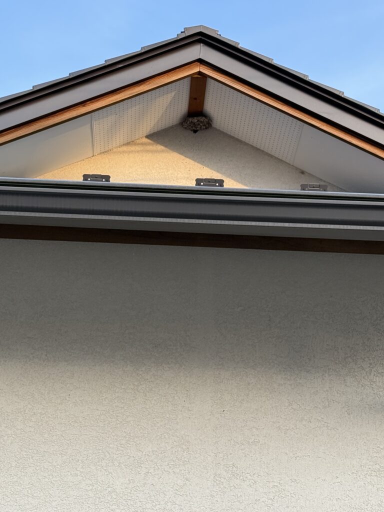 郡山市富田町で駆除したアシナガバチの巣