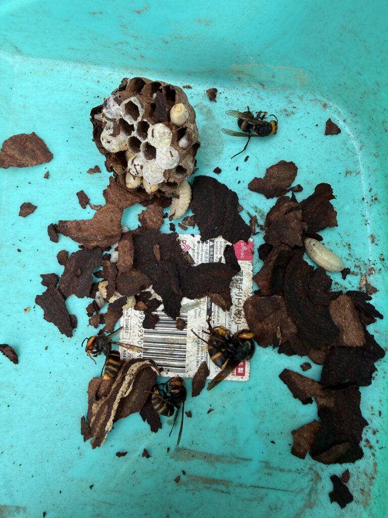福島市瀬上町で駆除したスズメバチ