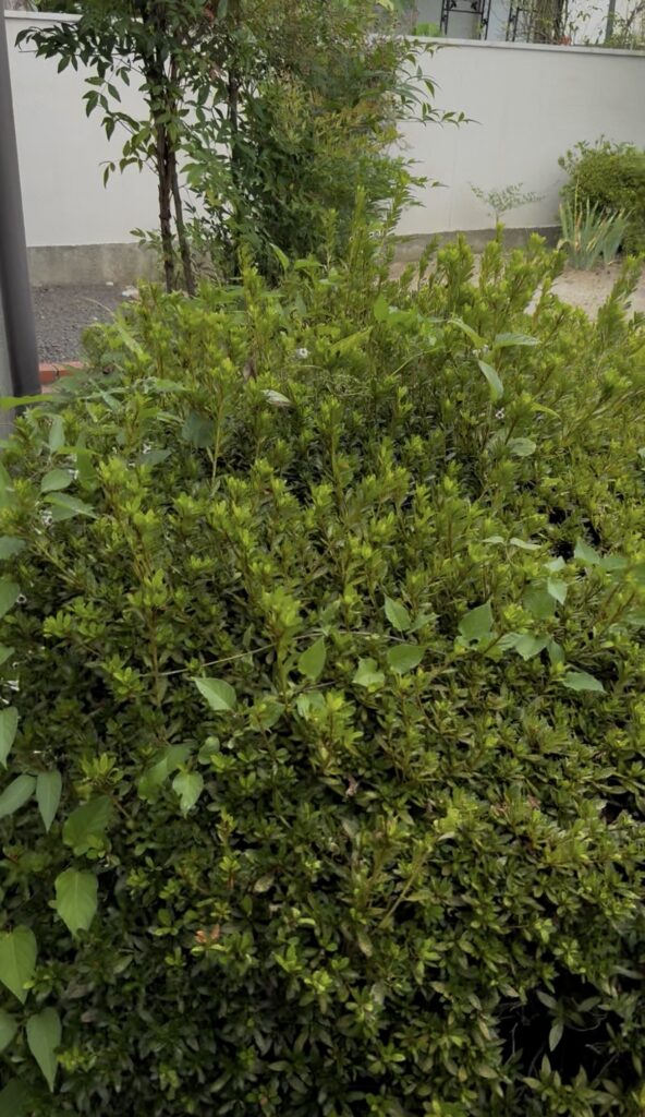 伊達郡国見町にて庭木の中にできたアシナガバチの巣