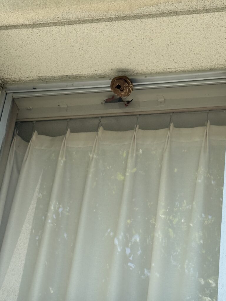 福島市御山で駆除したスズメバチの巣です