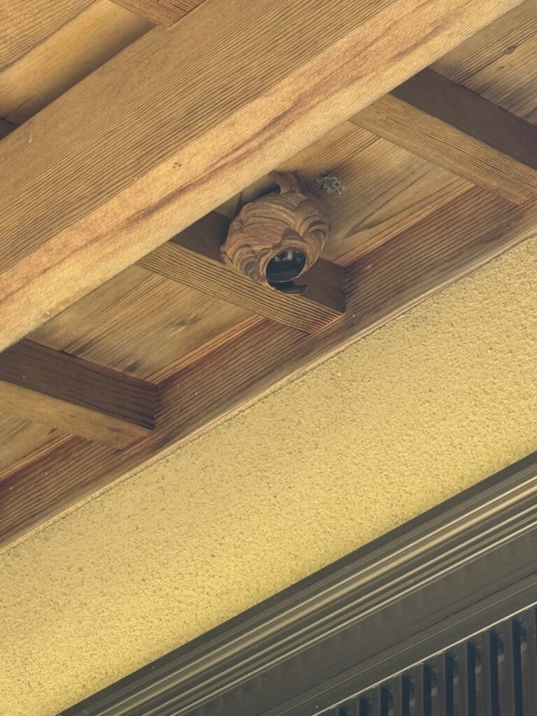 南相馬市小高区の玄関上にできたスズメバチの巣を駆除しました。