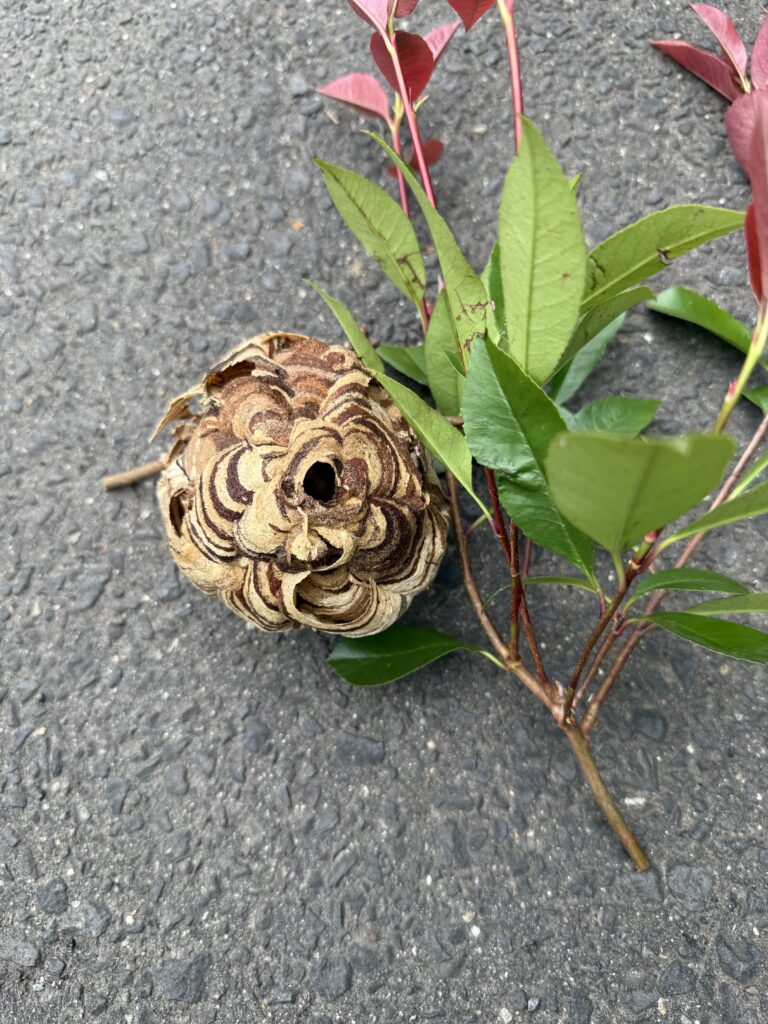 伊達郡川俣で駆除したスズメバチの巣