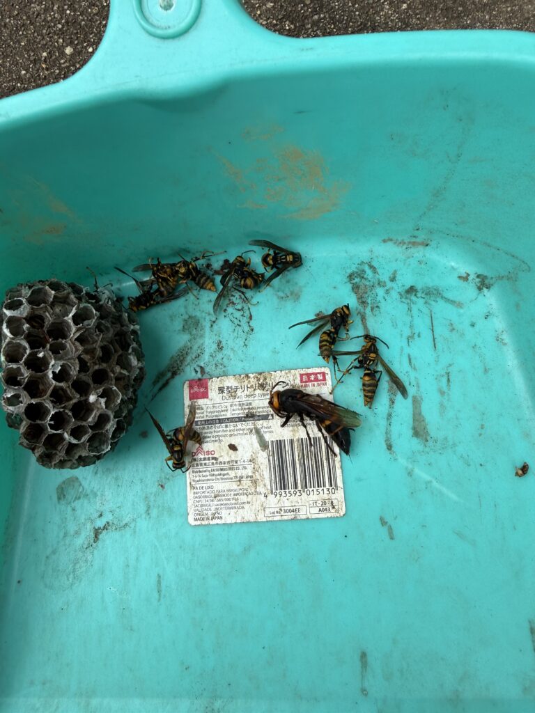 福島市矢野目で駆除したアシナガバチとスズメバチ