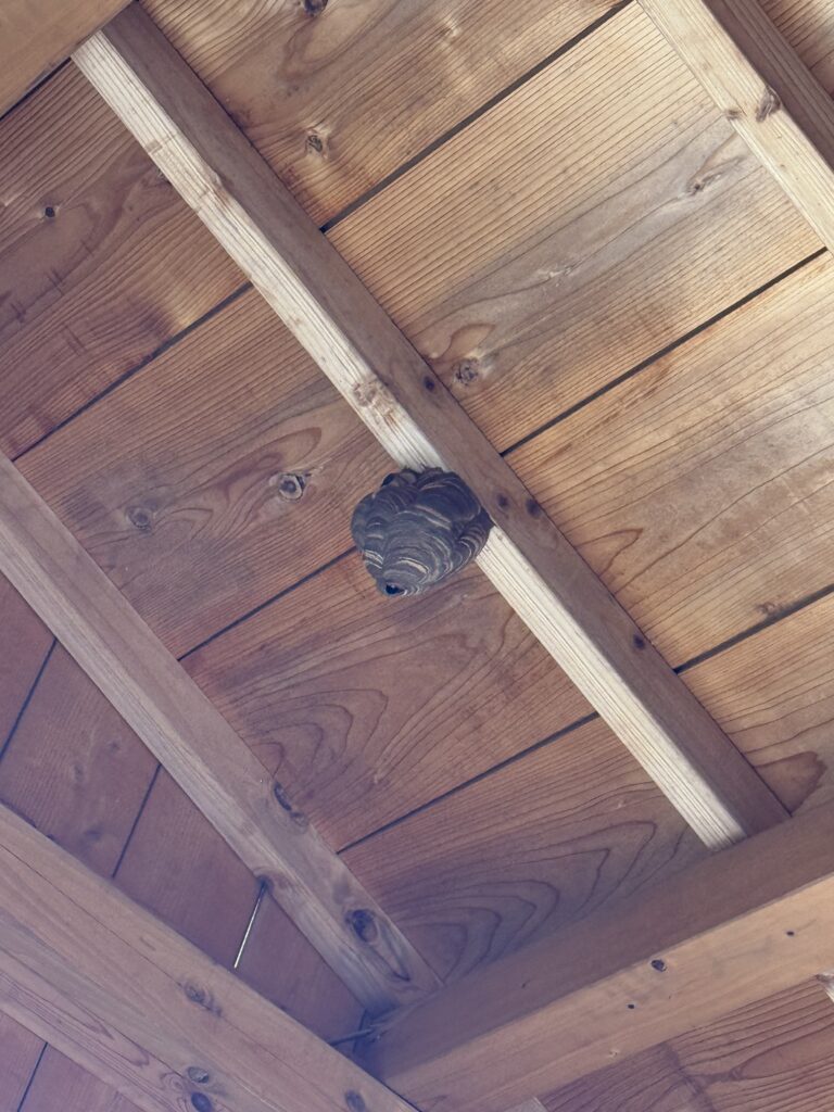 伊達市保原町の小屋にてできたスズメバチ