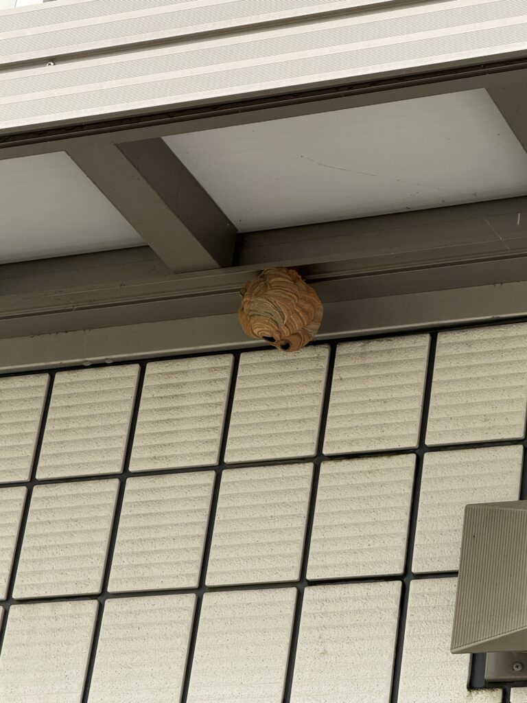 相馬市中村で見つけたスズメバチの巣
