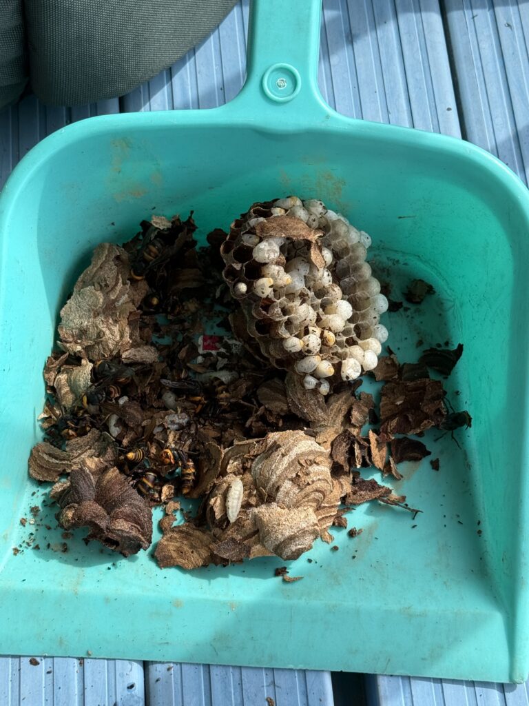 福島市飯坂町で駆除したコガタスズメバチの巣の状況