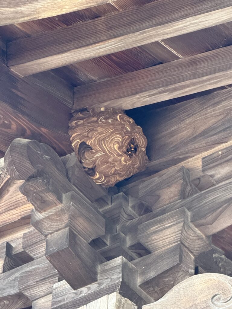 伊達郡桑折町の建物の軒下約6mにできたコガタスズメバチの巣。作業前