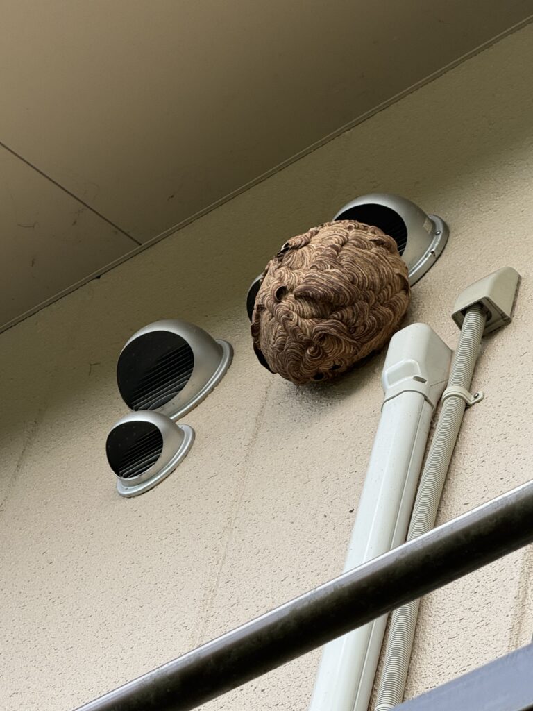 伊達郡国見町のキイロスズメバチの巣駆除前