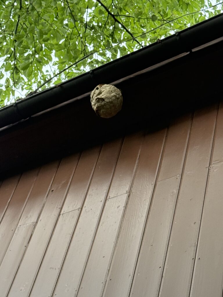 伊達郡川俣町の小屋の軒下約6mの高さにできたキイロスズメバチの巣。