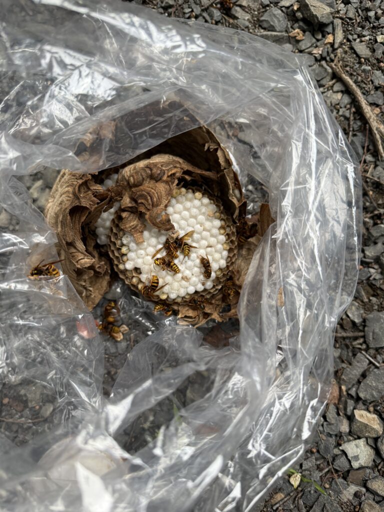 伊達郡川俣町で撤去したキイロスズメバチの巣内部にいる幼虫と蛹