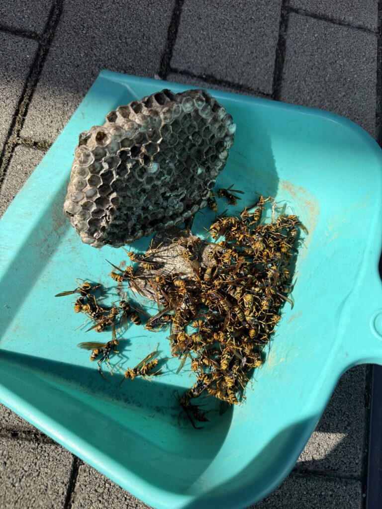 二本松市杉田町で駆除した約20㎝のアシナガバチの巣と多数の働き蜂
