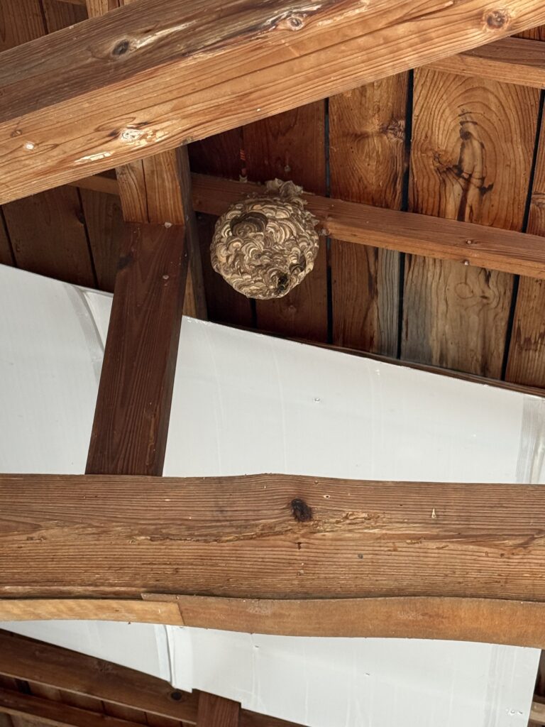 福島市大森の小屋の内側にできたスズメバチの巣