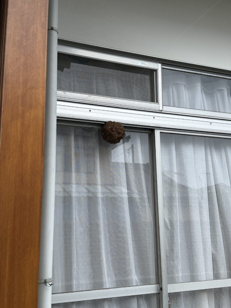 安達郡大玉村の住宅1階の窓サッシにできたコガタスズメバチの巣 駆除前